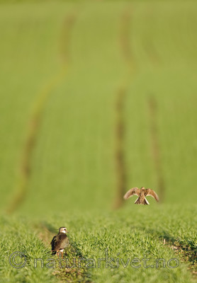 BB 07 0088 / Alauda arvensis / Sanglerke <br /> Vanellus vanellus / Vipe